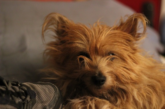 bonbon