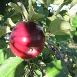 In the Land of the Big Red Apple