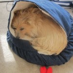 Quickies Noodle Challenge: My Sweet Tart