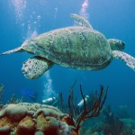 A Day in the Life of a Scuba Diver
