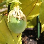 Update Your Plate, Part 6