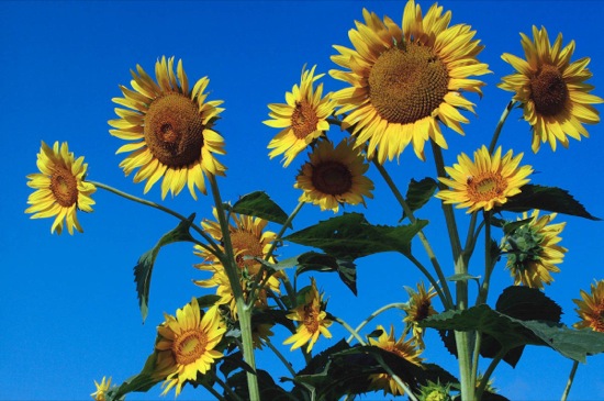 sunflowers2